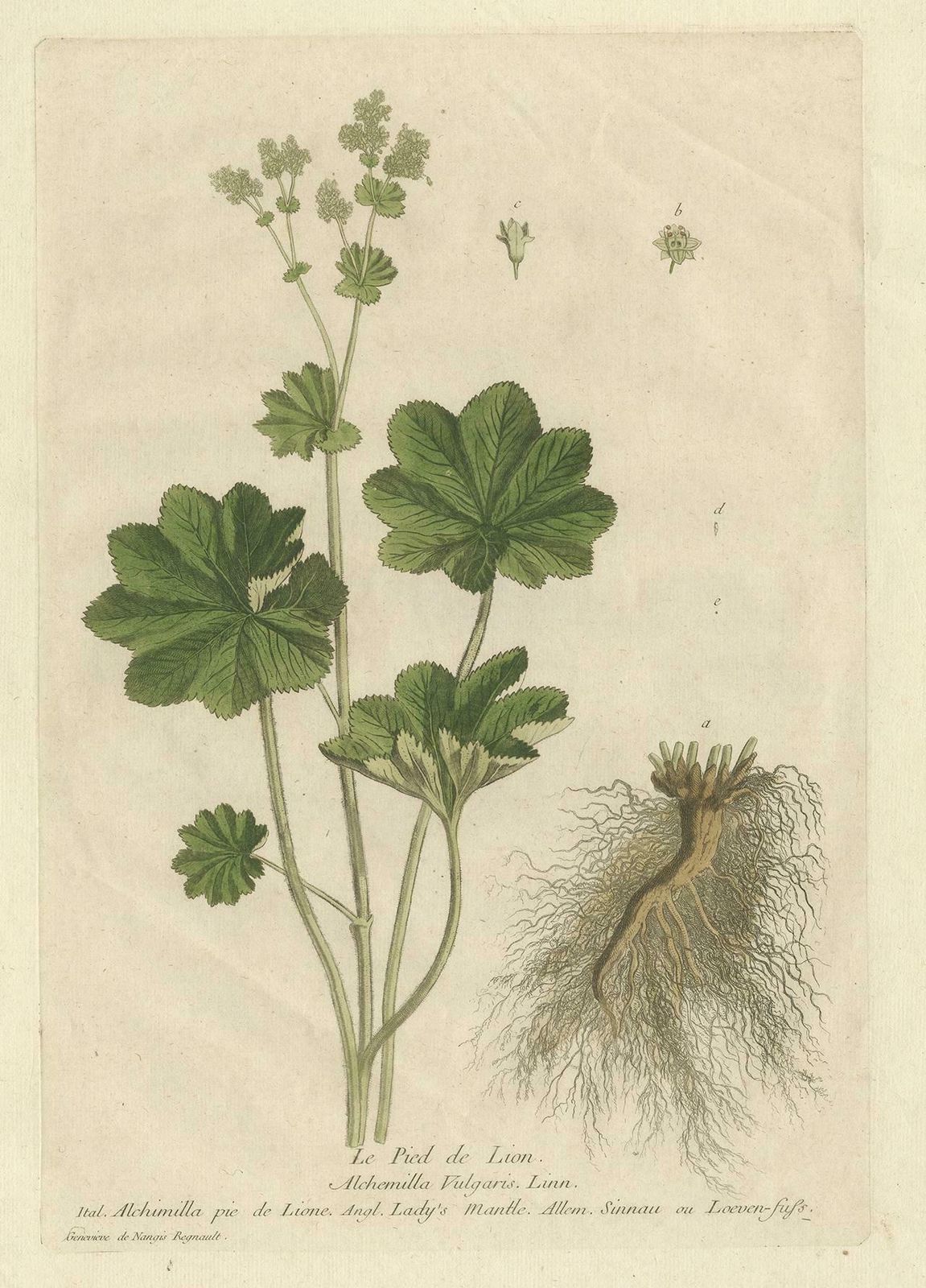 Antique Botany Print Of Alchemilla By Regnault, 1774 photo furniture