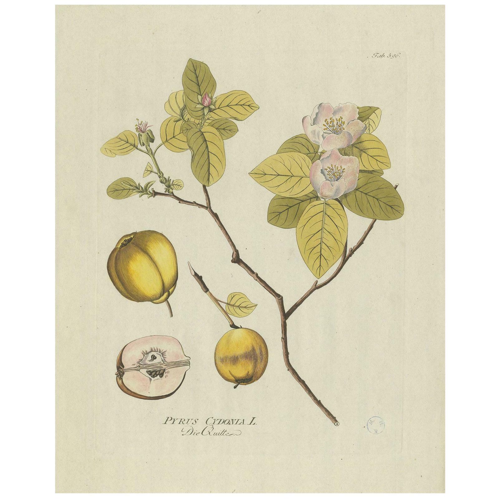Antique Botany Print Of A Quince Tree By Plenck, 'Circa 1790'
