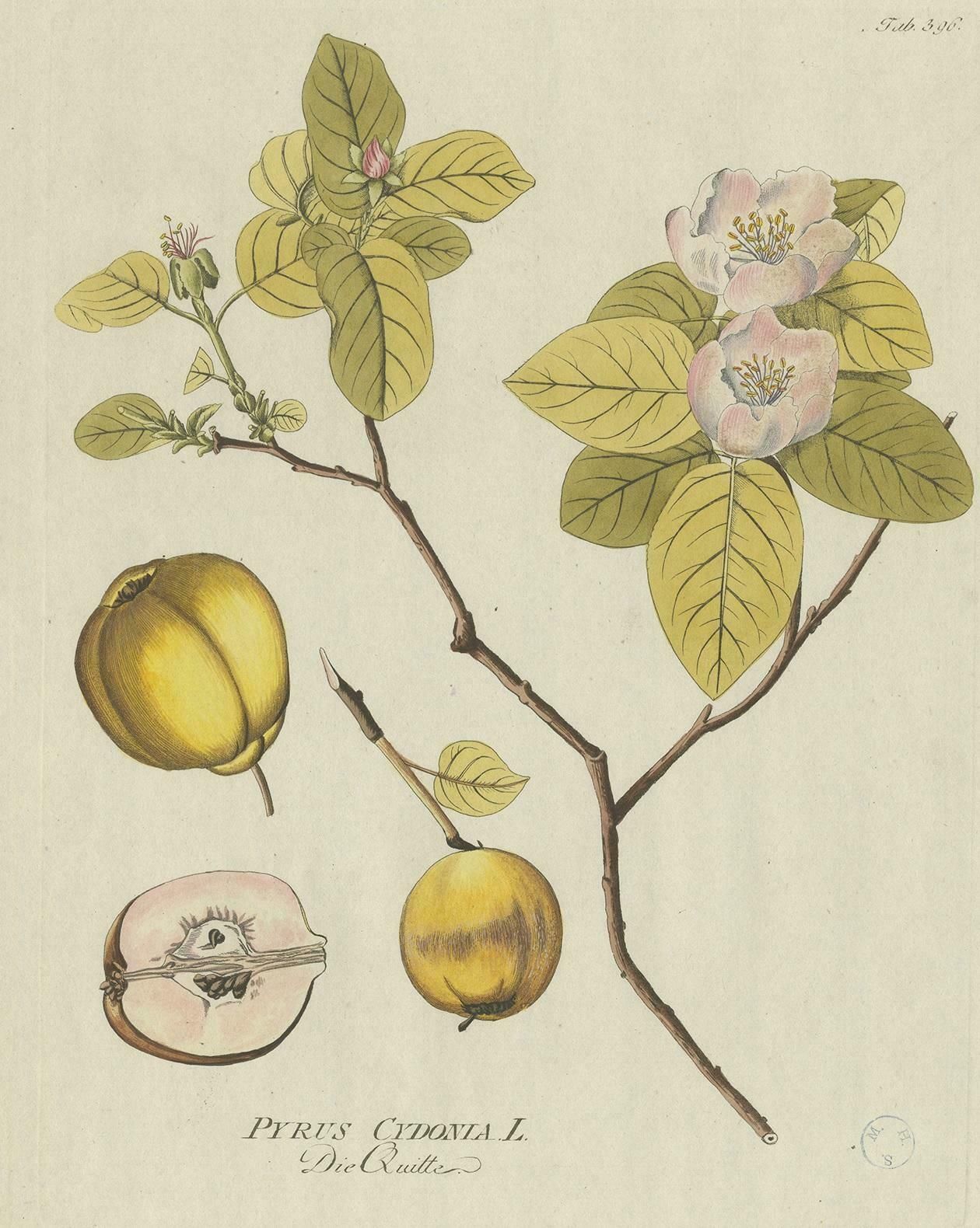 Antique Botany Print Of A Quince Tree By Plenck, 'Circa 1790' photo for sale