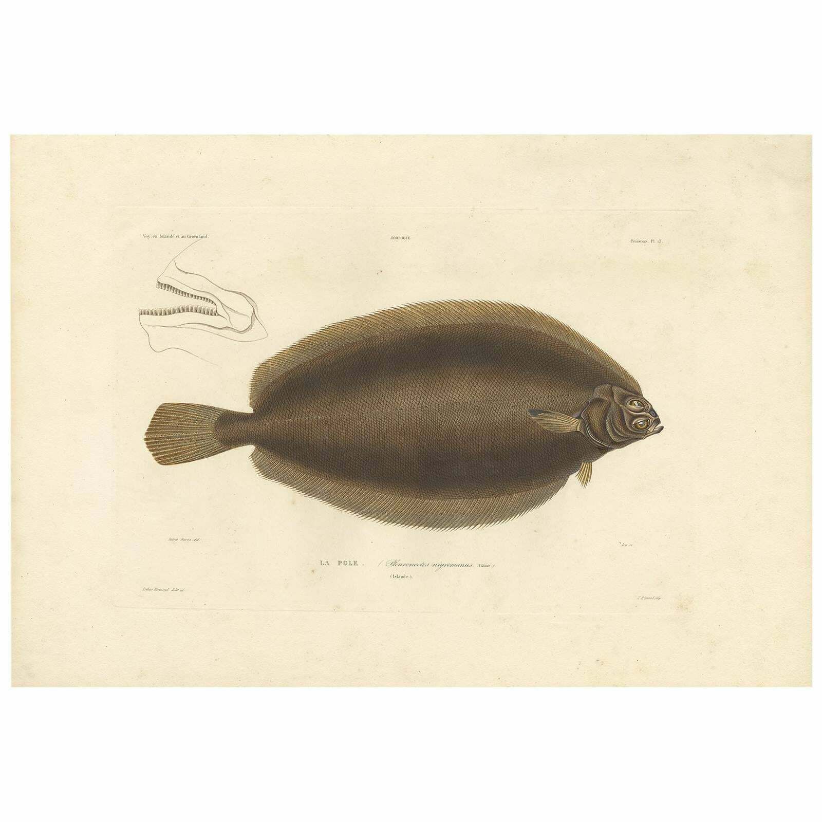 Antique Fish Print Of The Witch Flounder Or Tobary Sole By M.P. Gaimard, 1842