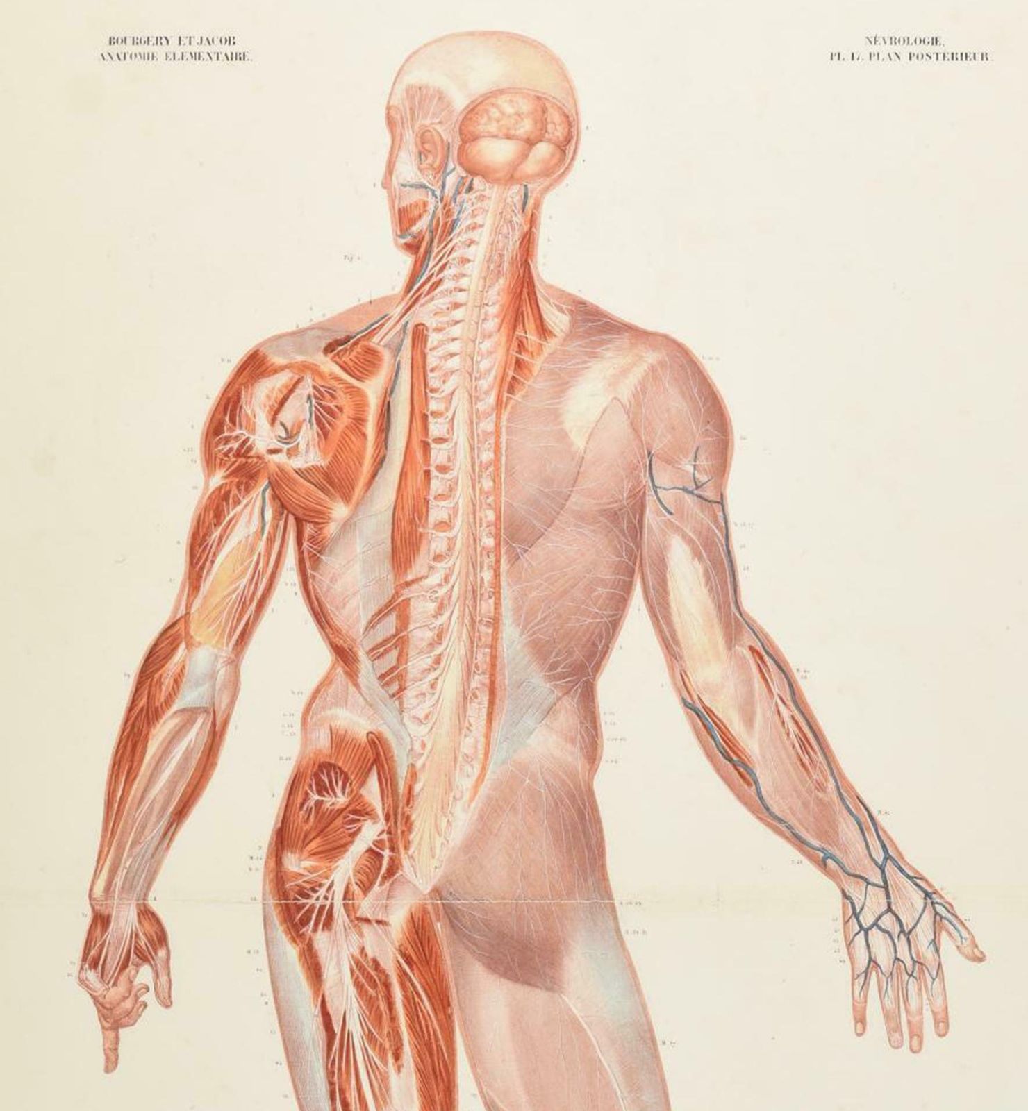 Antique Anatomical Print Of The Nervous System In The Human Body '1843' photo for sale