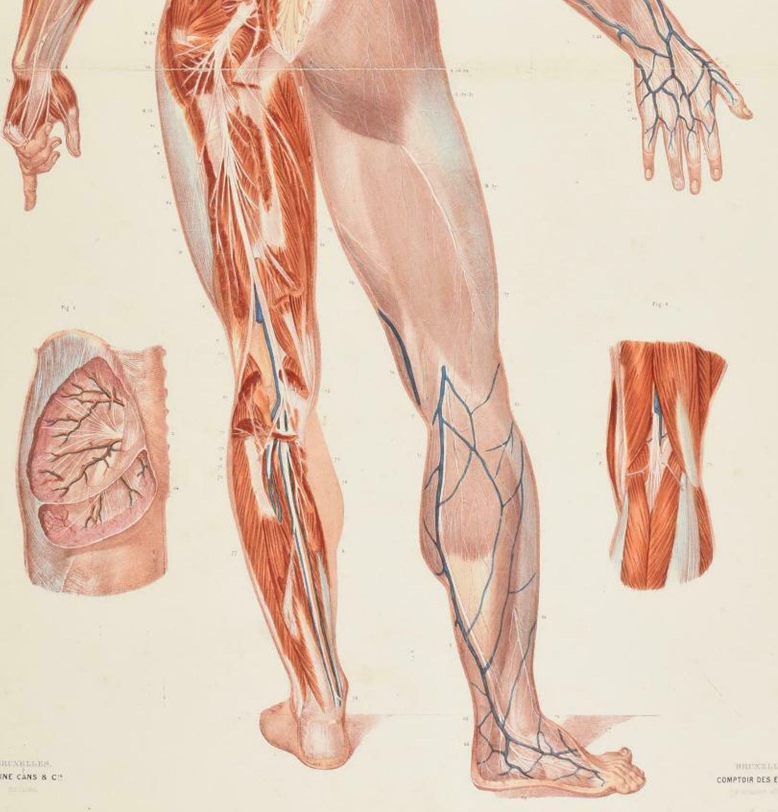 Antique Anatomical Print Of The Nervous System In The Human Body '1843' photo Art