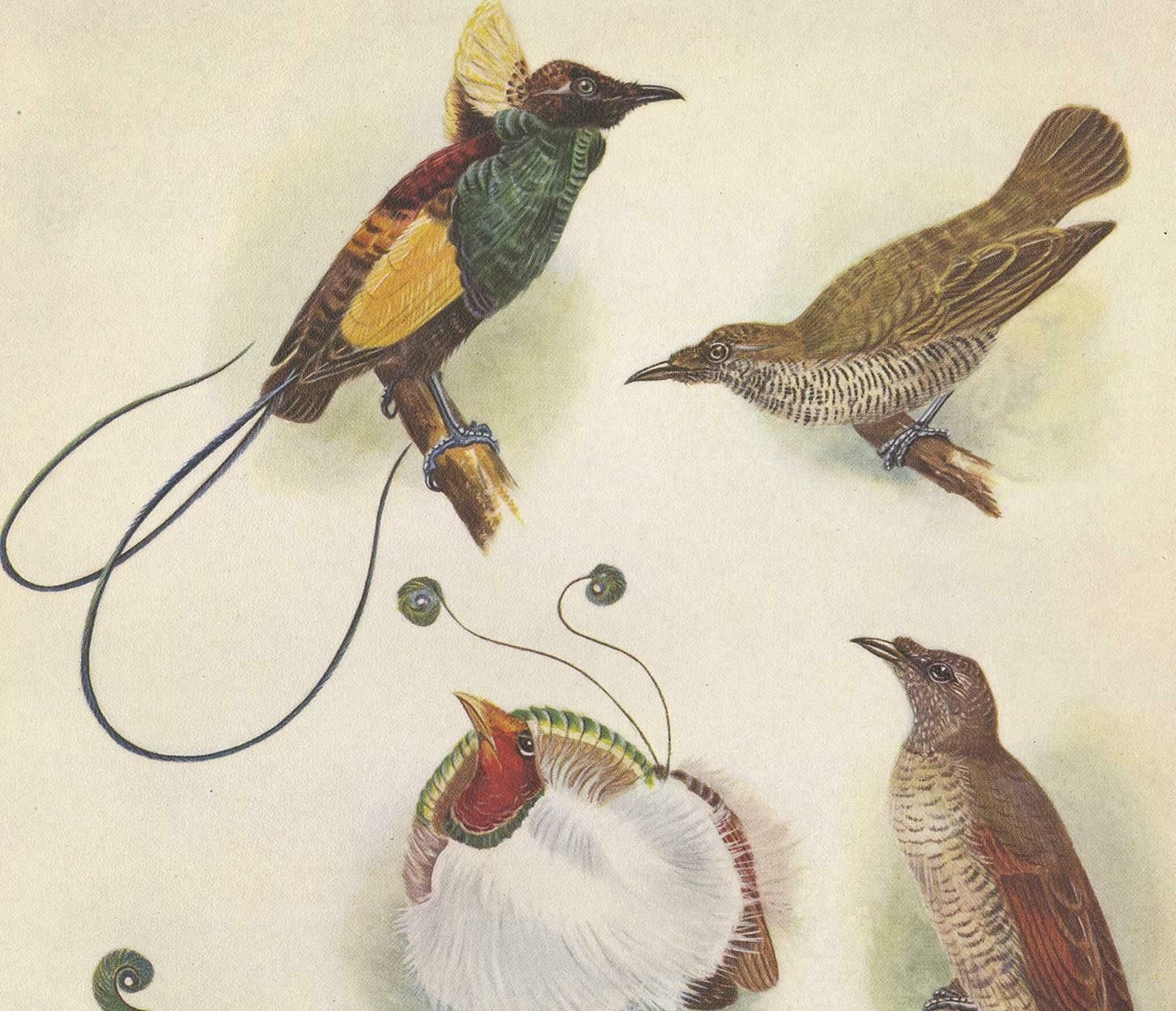 Antique Print Of The Magnificent Bird Of Paradise And The King Bird Of Paradise photo furniture