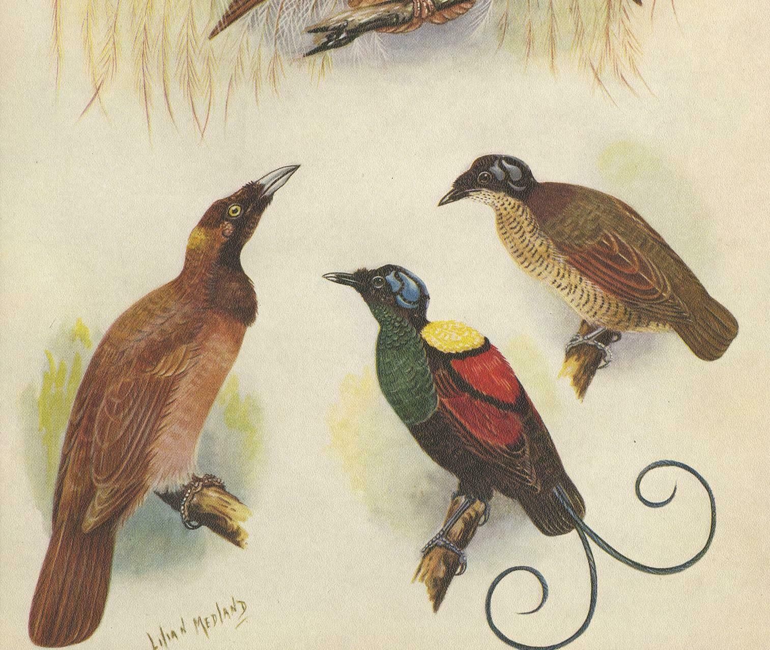 Antique Print Of The Greater Bird Of Paradise & The Bare Headed Little King photo for sale