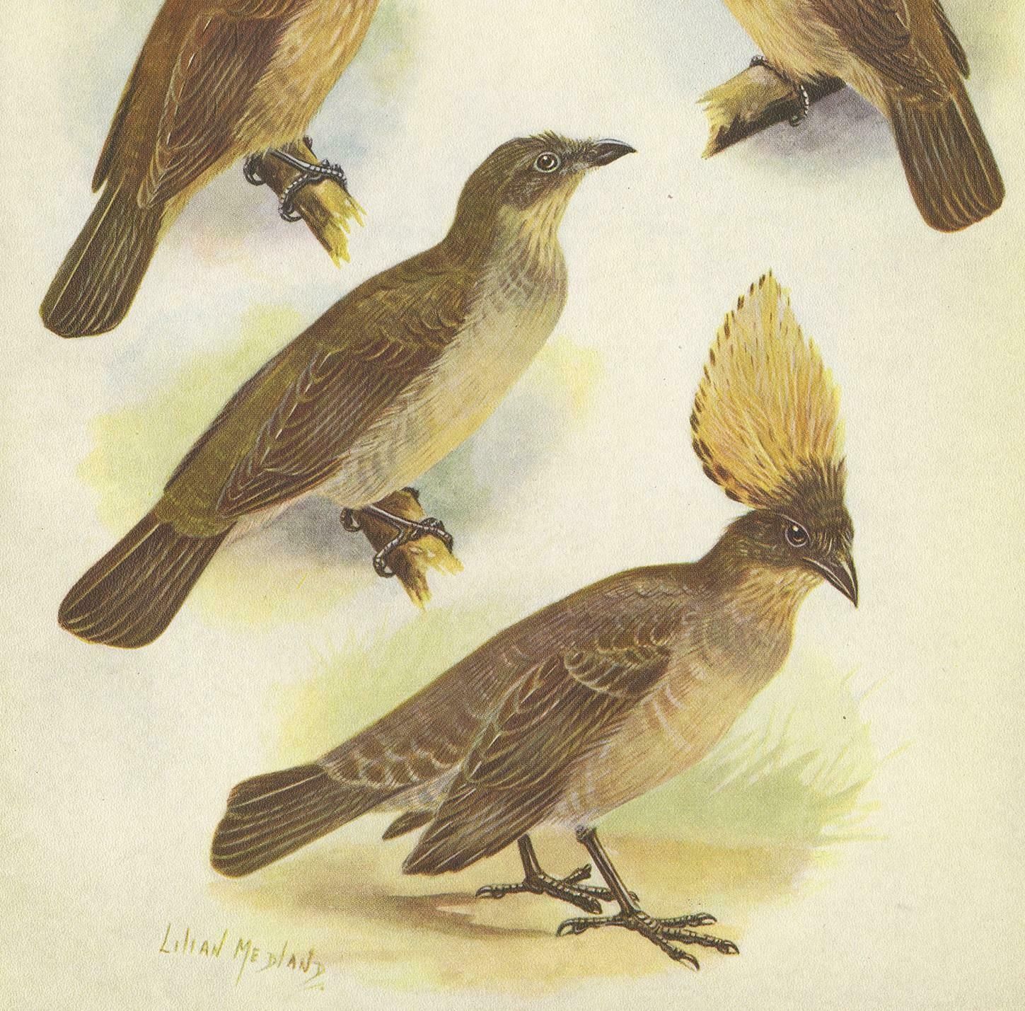 Antique Print Of The Orange Crested Gardener Bird & The Crested Gardener '1950' photo for sale