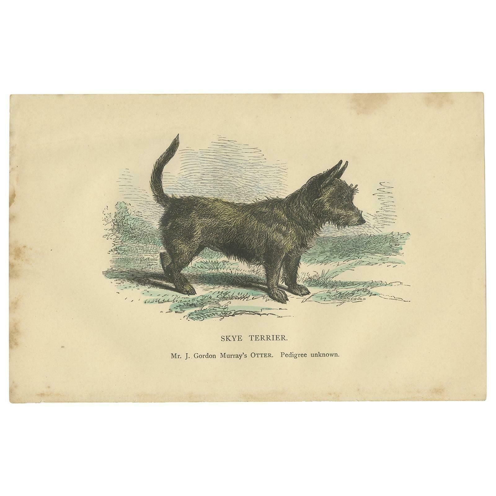Antique Dog Print Of A Skyre Terrier, Circa 1890