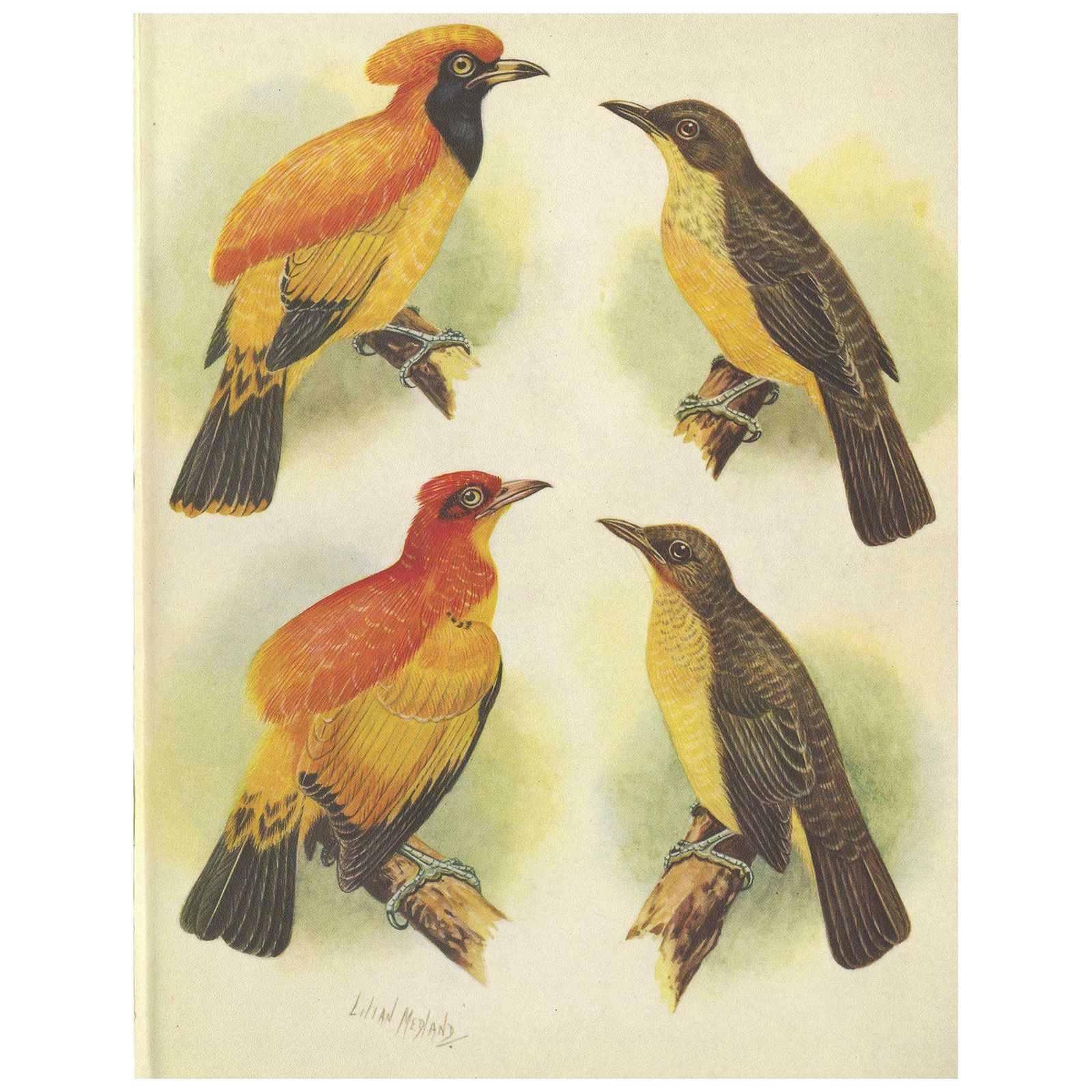 Antique Print Of The Golden Bird And The Yellow Throated Golden Bird, 1950