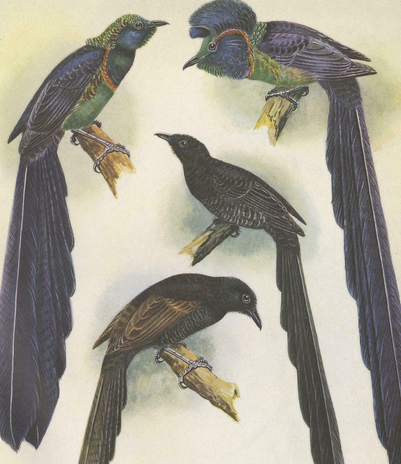 Antique Print Of The Long Tailed Bird Of Paradise & The Rothschild's Longtail photo Art