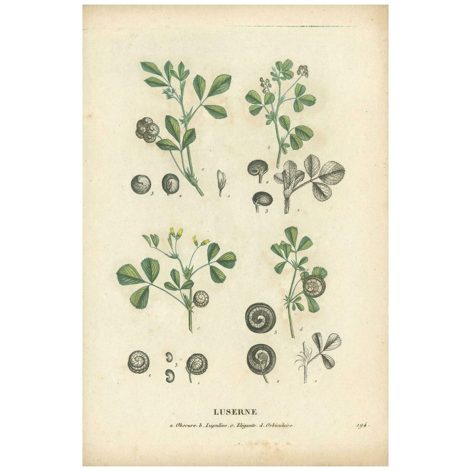Antique Print Of Alfalfa 'Or Lucerne' By Jaume Saint Hilaire '1829'