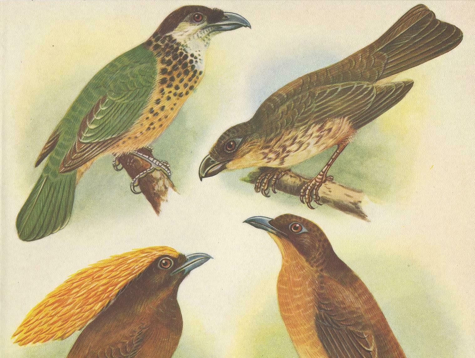 Antique Print Of The White Eared Cat Bird, Tooth Billed Cat Bird And Other, 1950 photo furniture