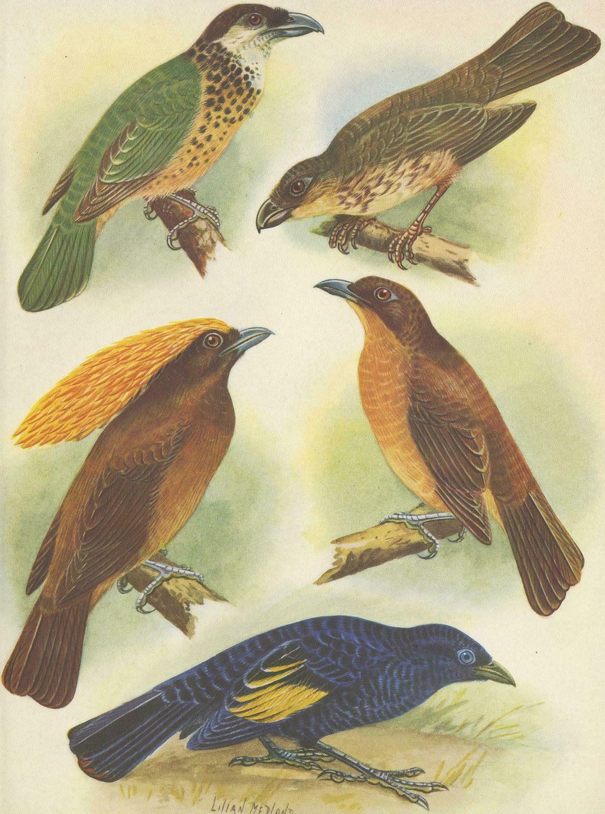 Antique Print Of The White Eared Cat Bird, Tooth Billed Cat Bird And Other, 1950 photo Art