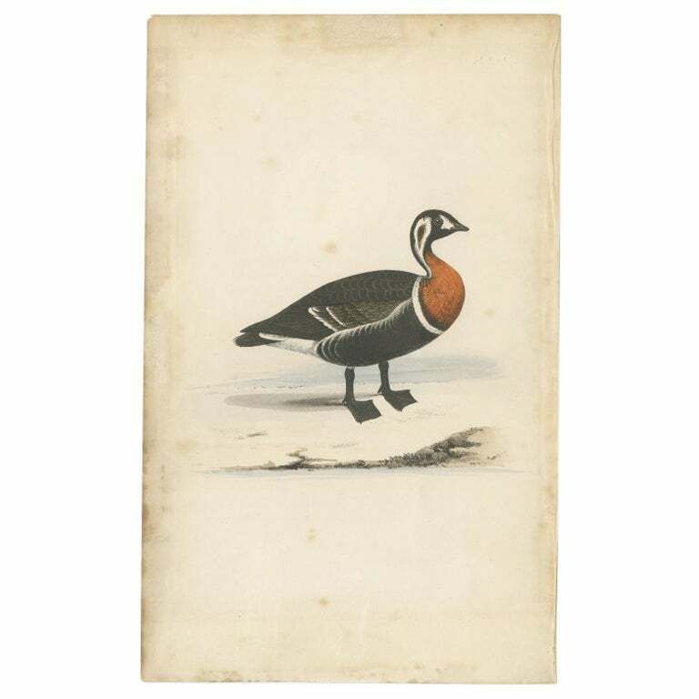 Antique Bird Print Of A Red Breasted Duck, C.1840