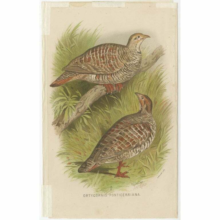 Antique Bird Print Of The Grey Partridge By Hume & Marshall, 1879