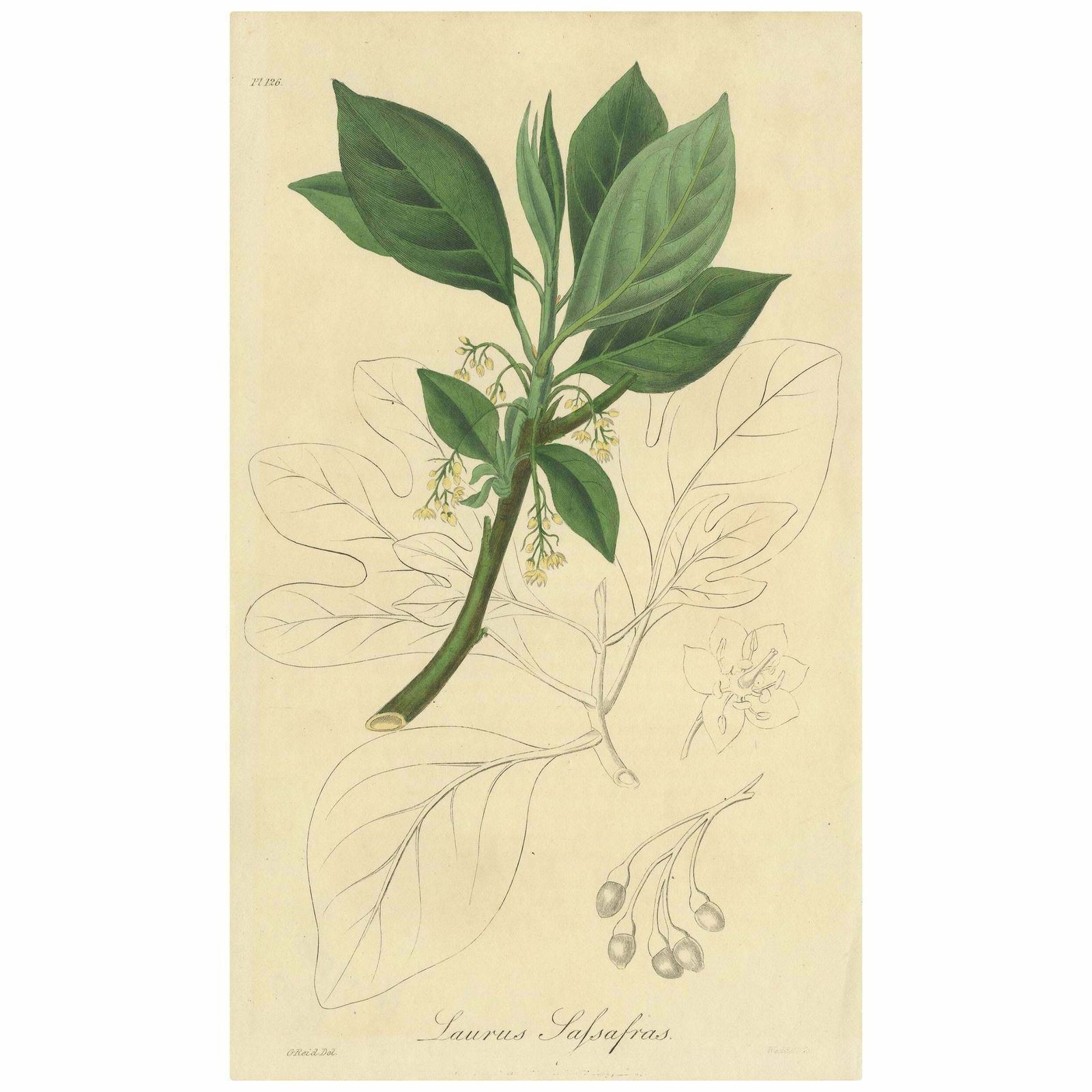 Antique Botany Print Of The Sassafras Tree By G. Reid, 1831