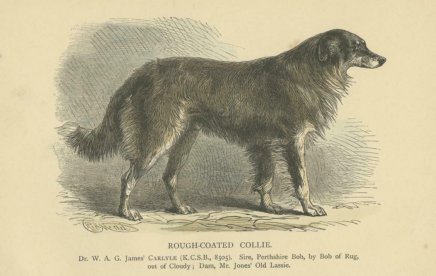 Antique Dog Print Of A Rough Collie 'Circa 1890' photo for sale