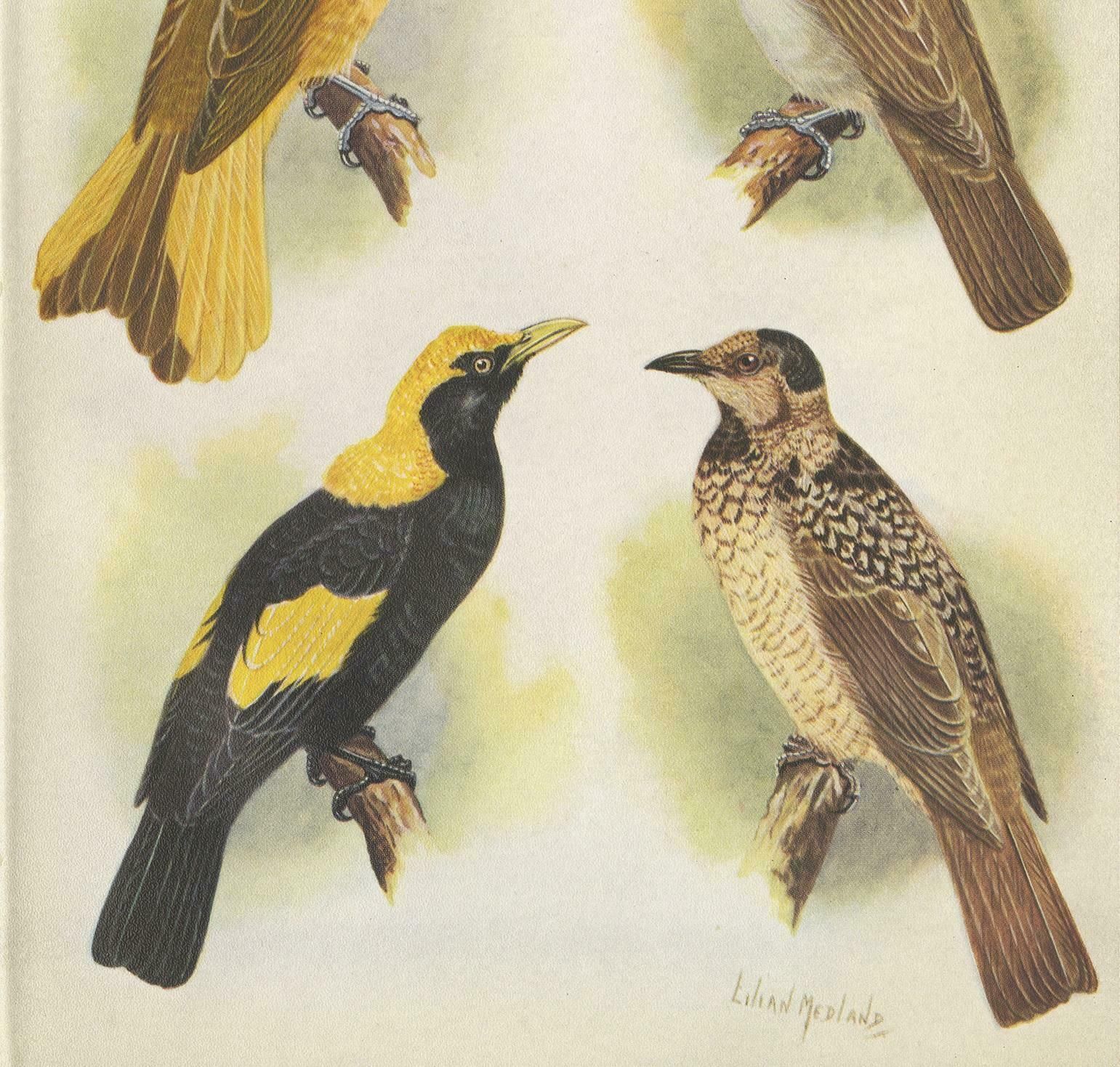 Antique Print Of The Newton's Bower Bird & The Regent Bird, 1950 photo for sale