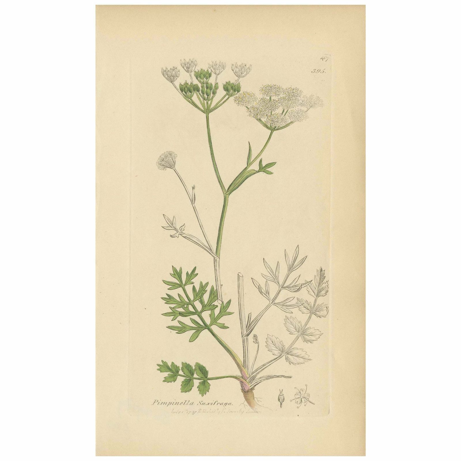 Antique Botany Print 'Pimpinella Saxifraga' By J. Sowerby, 1797