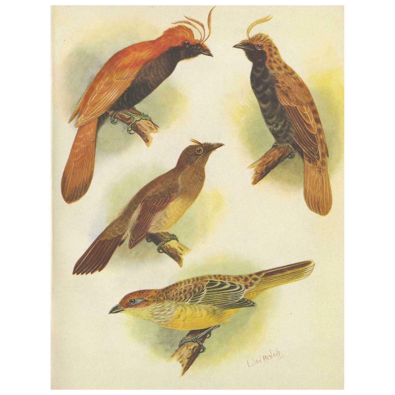 Antique Print Of Various Crested Golden Bird & Lauterbachs Bower Bird, 1950