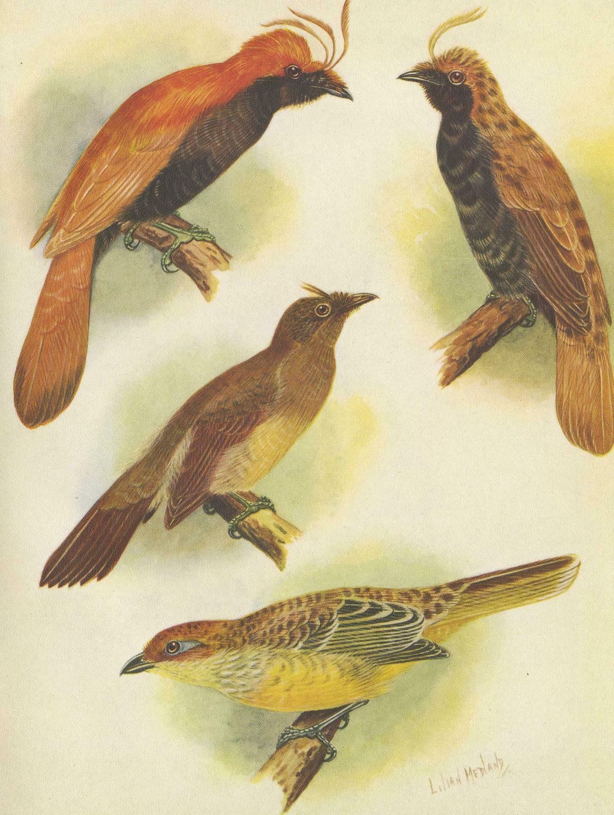 Antique Print Of Various Crested Golden Bird & Lauterbachs Bower Bird, 1950 photo Art