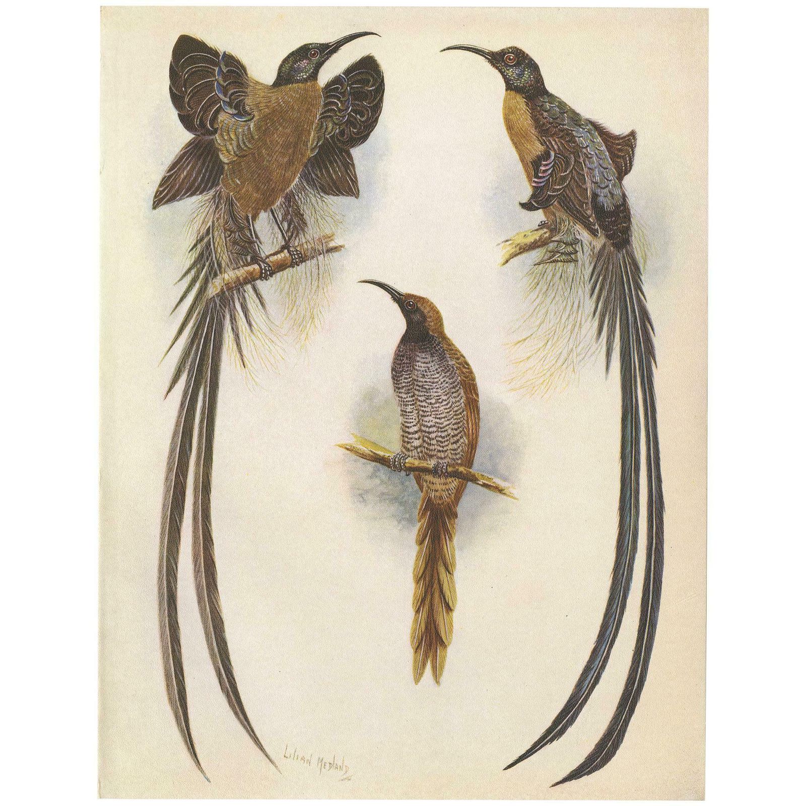Antique Print Of The Meyer's Sickle Bill And The Greater Sickle Bill, 1950