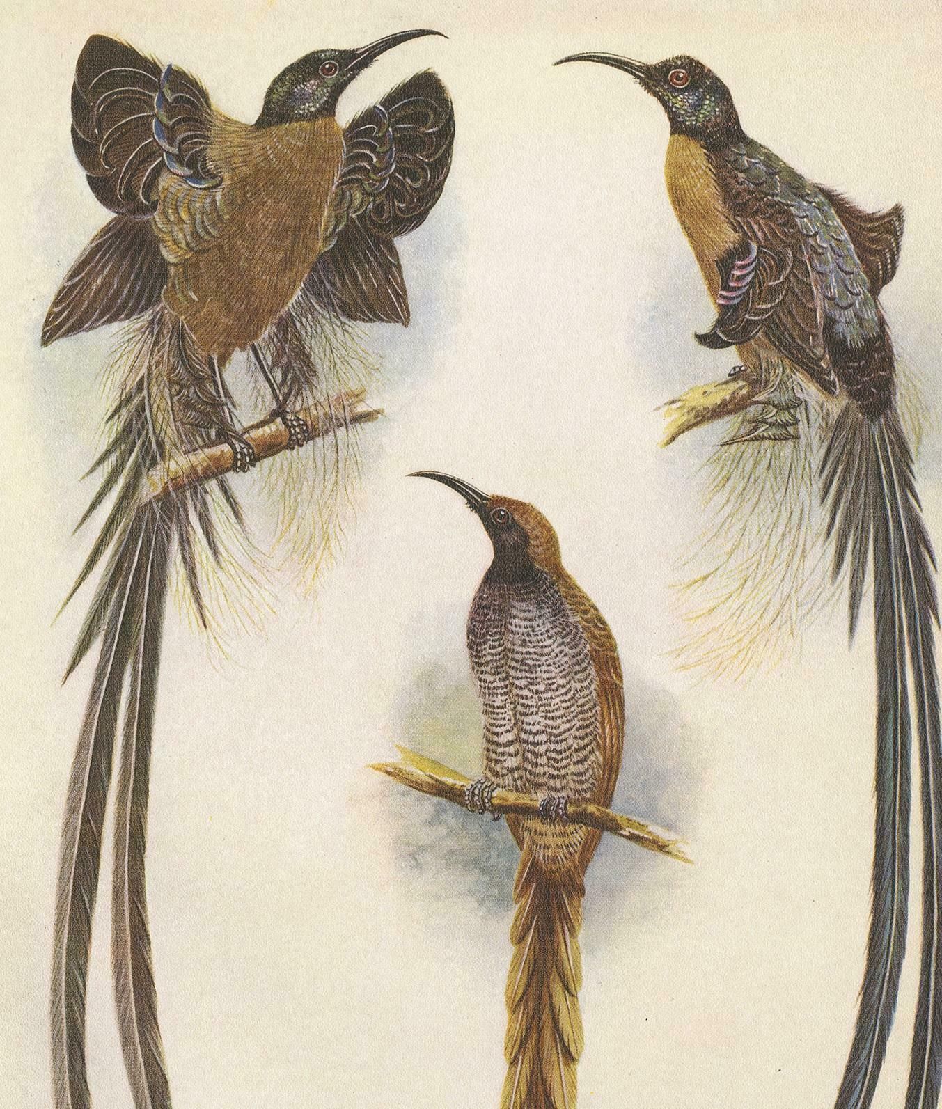 Antique Print Of The Meyer's Sickle Bill And The Greater Sickle Bill, 1950 photo Art
