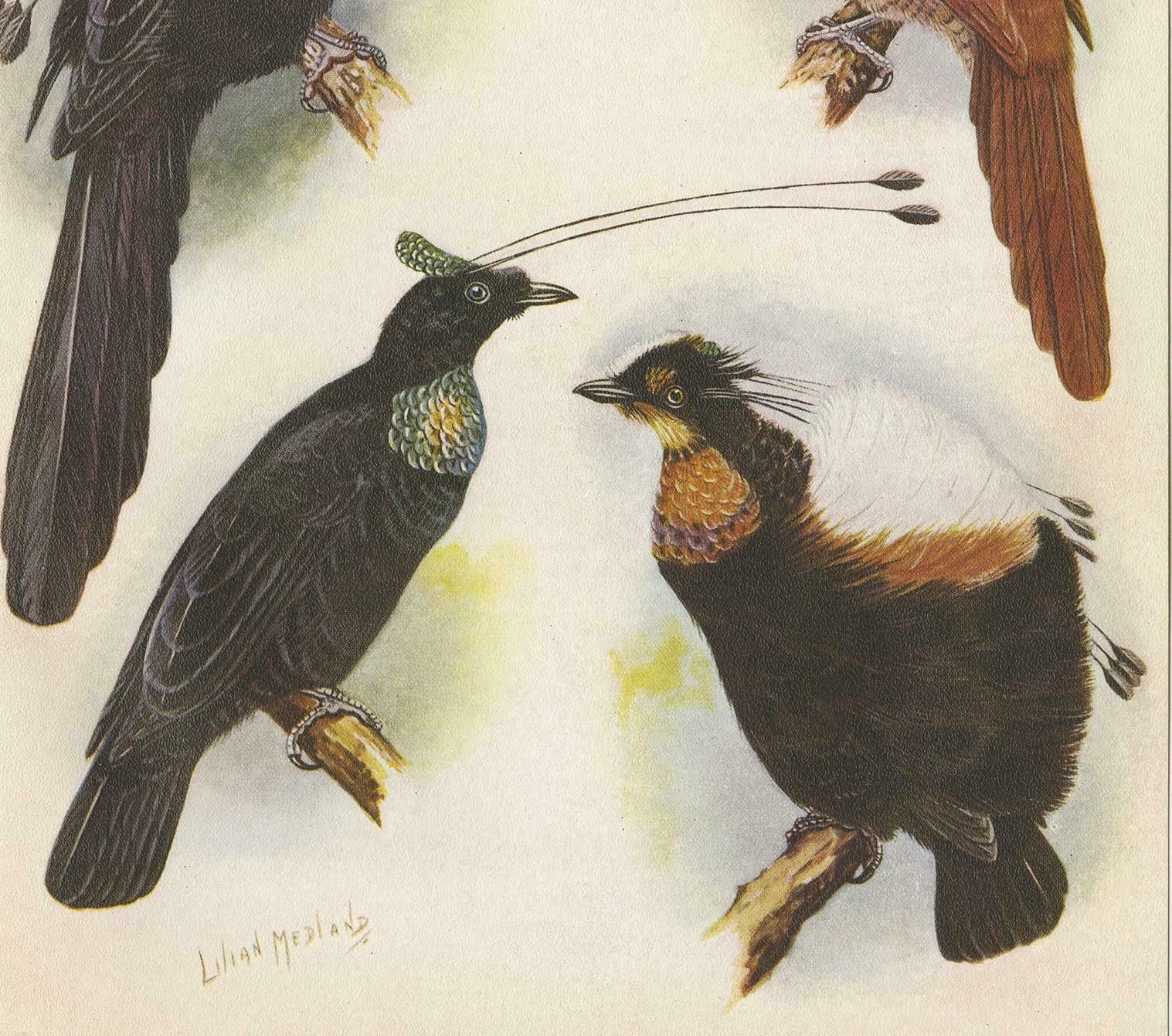 Antique Print Of The Wahnes' Six Plumed Bird Of Paradise And Others, 1950 photo for sale