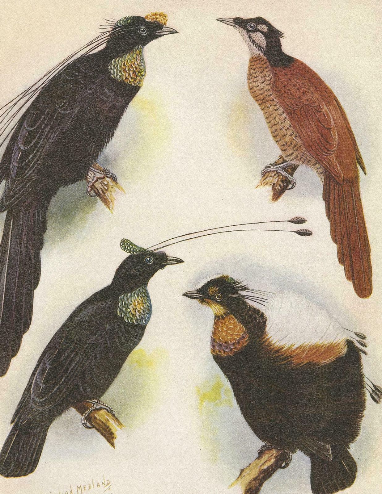Antique Print Of The Wahnes' Six Plumed Bird Of Paradise And Others, 1950 photo Art