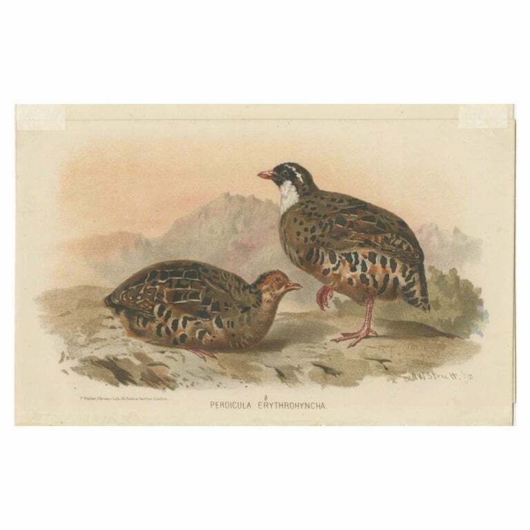 Antique Bird Print Of The Painted Bush Quail By Hume & Marshall, 1879