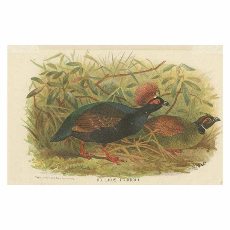 Antique Bird Print Of The Red Crested Wood Quail By Hume & Marshall, 1879