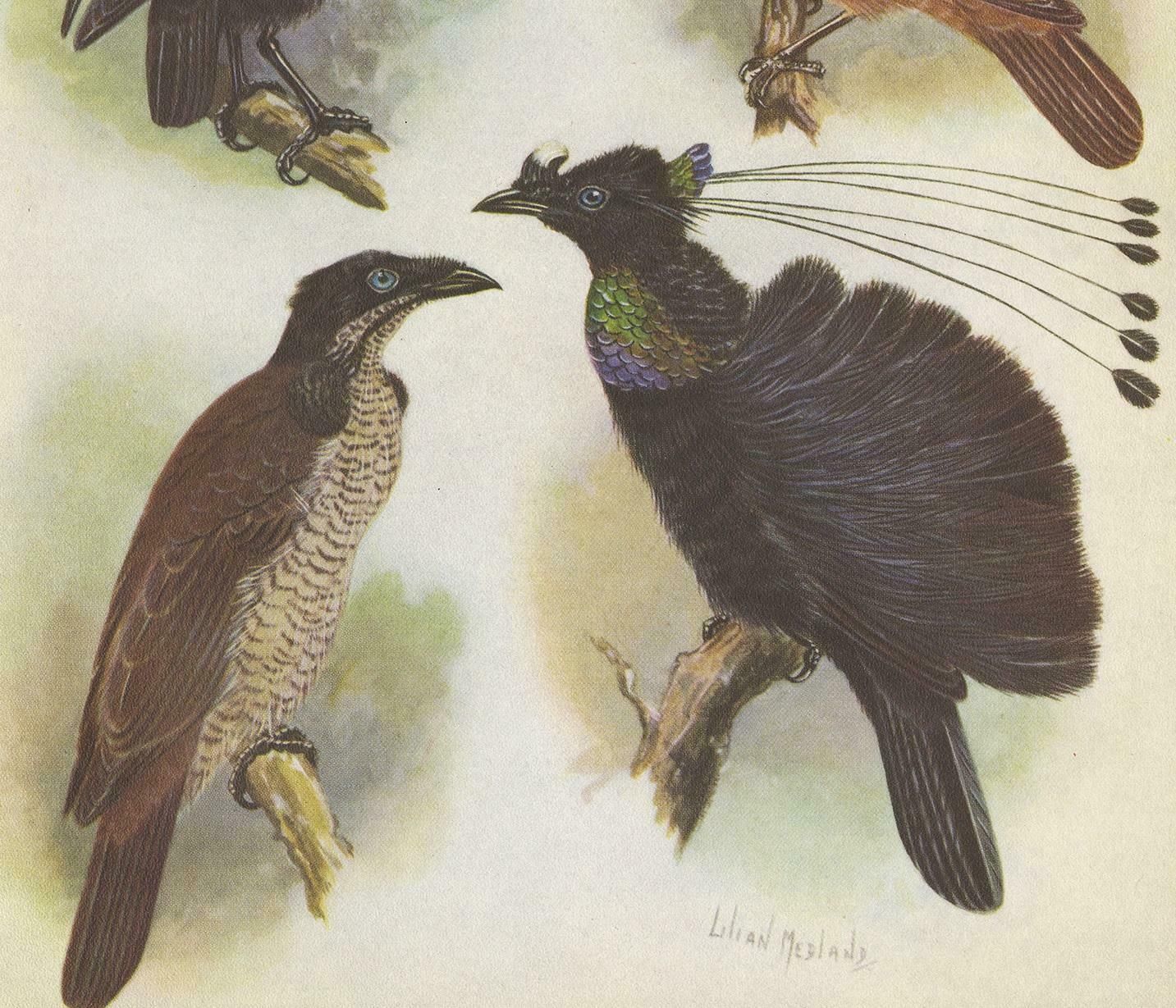 Antique Print Of The Lawes Six Plumed Bird Of Paradise And Others, 1950 photo for sale