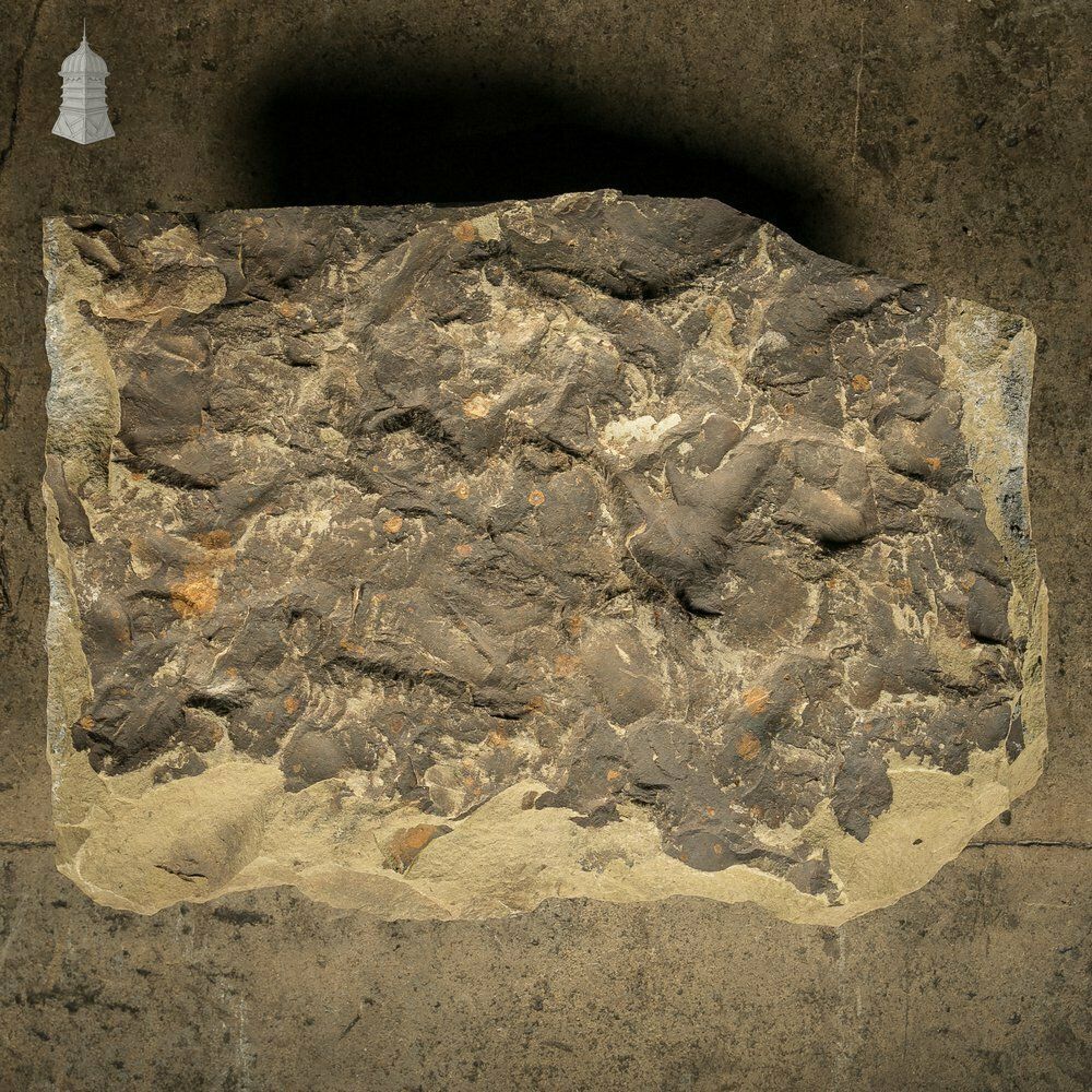 Riven Flagstone With A Weathered Face And Cut Back