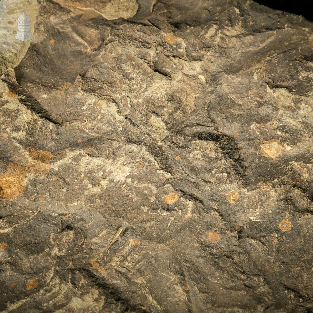 Riven Flagstone With A Weathered Face And Cut Back photo buy