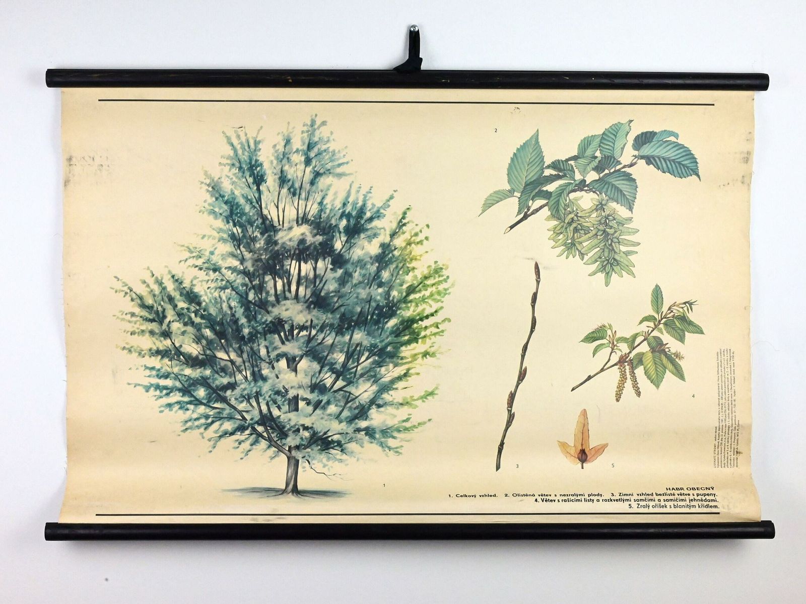 Vintage Educational Chart, Czechoslovakia Botanical School Chart, Vintage School Pull Down Chart, Vintage School Chart, Botanical Poster