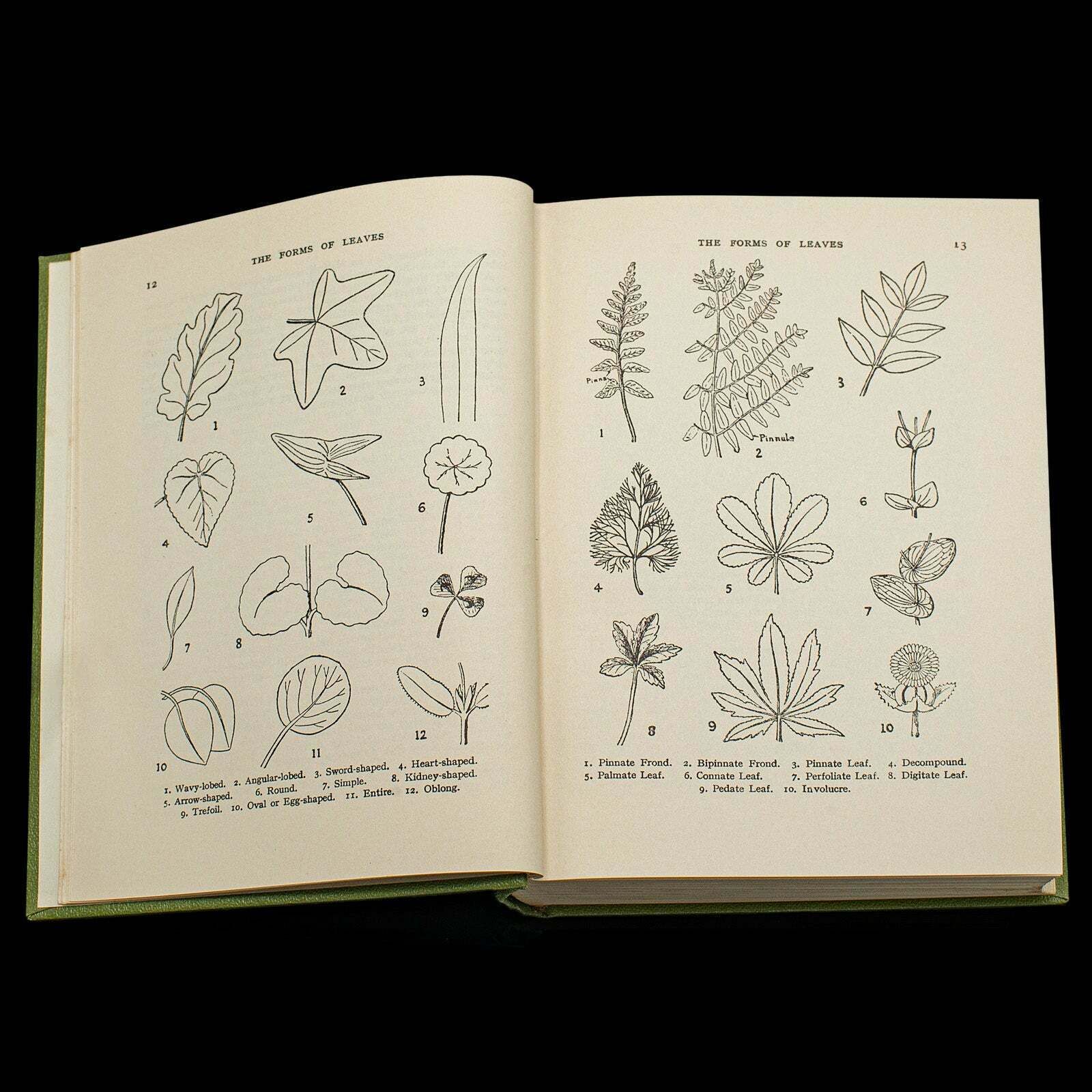 Vintage Reference Book, Wild Flowers Of The Wayside, English, Botanical Guide photo Home Decor