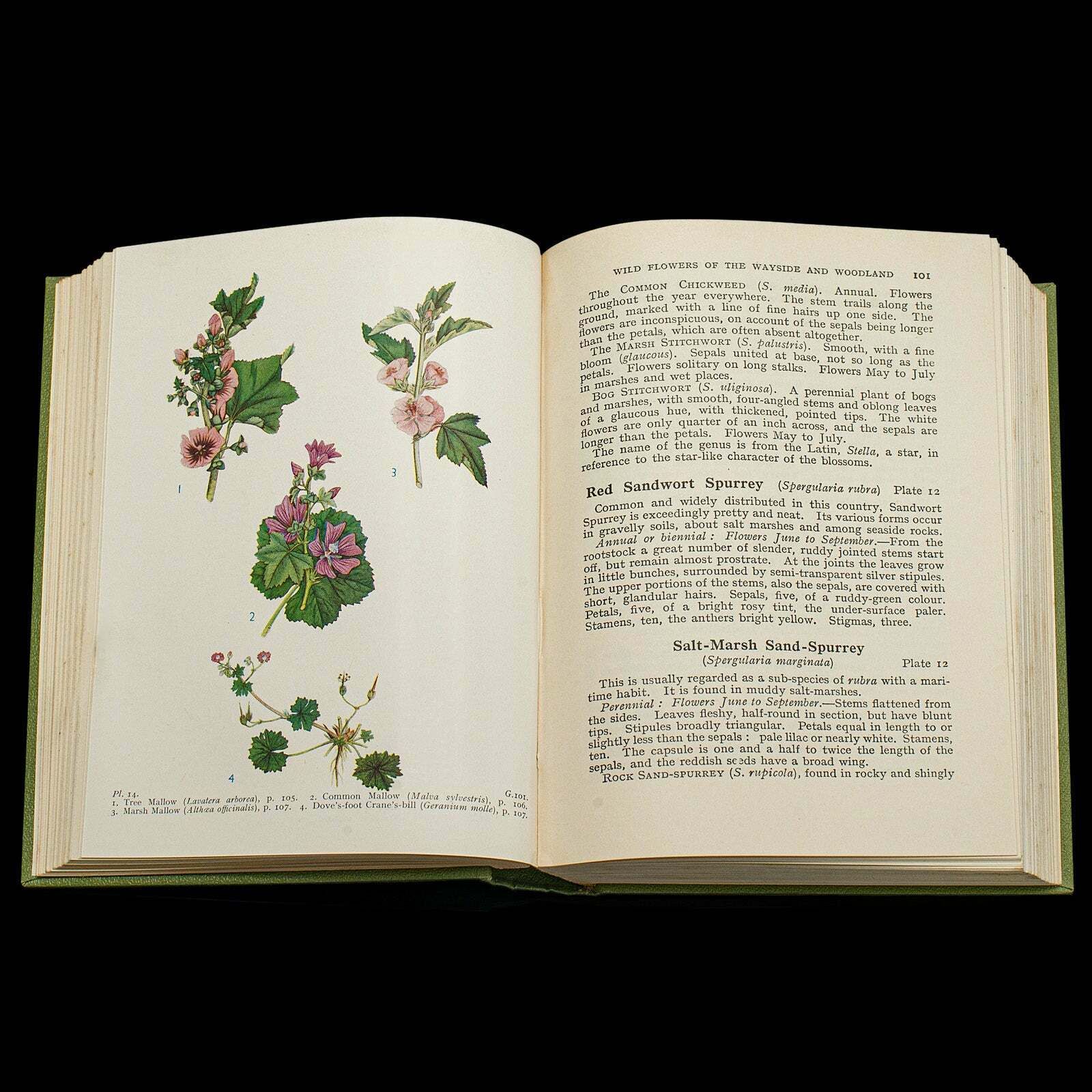 Vintage Reference Book, Wild Flowers Of The Wayside, English, Botanical Guide photo vintage