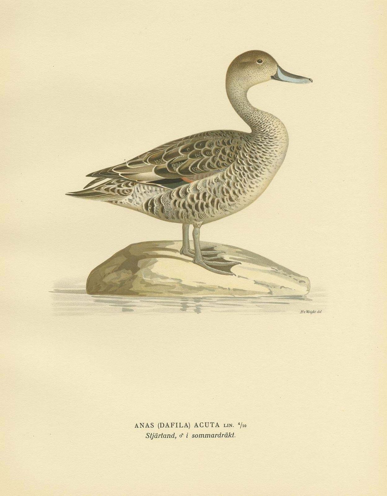 Antique Bird Print Of The Northern Pintail 'In Summer' By Von Wright '1929' photo furniture