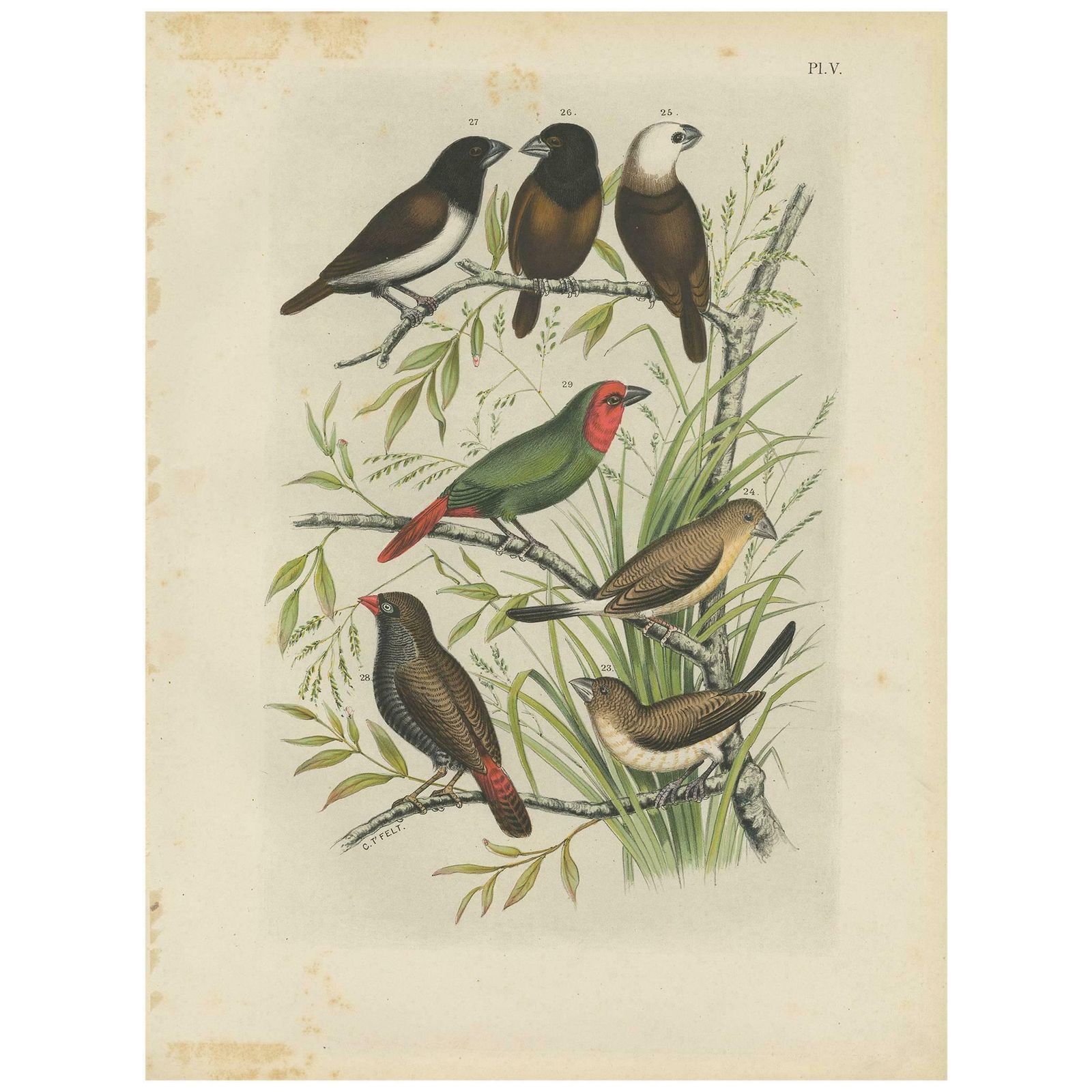 Antique Bird Print Of The Maja Finch, Black Headed Finch And Firetail (1886)