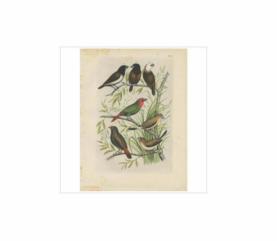Antique Bird Print Of The Maja Finch, Black Headed Finch And Firetail (1886) photo for sale