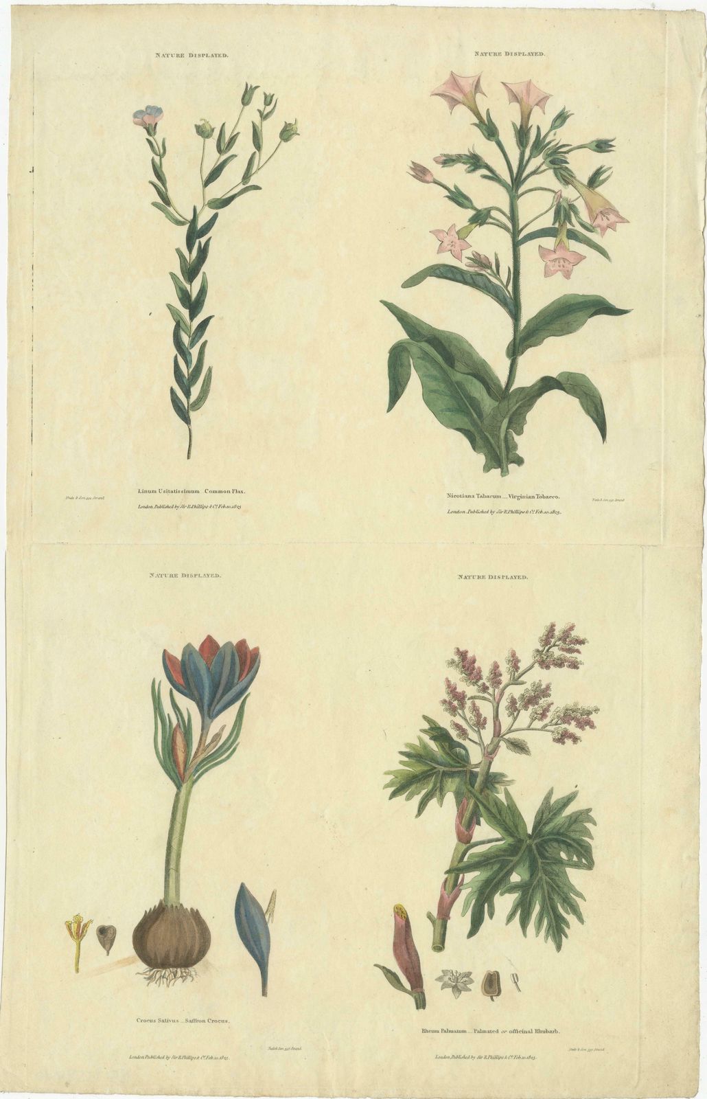 Old Botanical Quartet: Portraits Of Flax, Tobacco, Saffron, And Patience, 1823 photo furniture