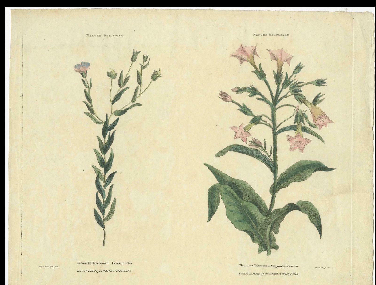 Old Botanical Quartet: Portraits Of Flax, Tobacco, Saffron, And Patience, 1823 photo buy