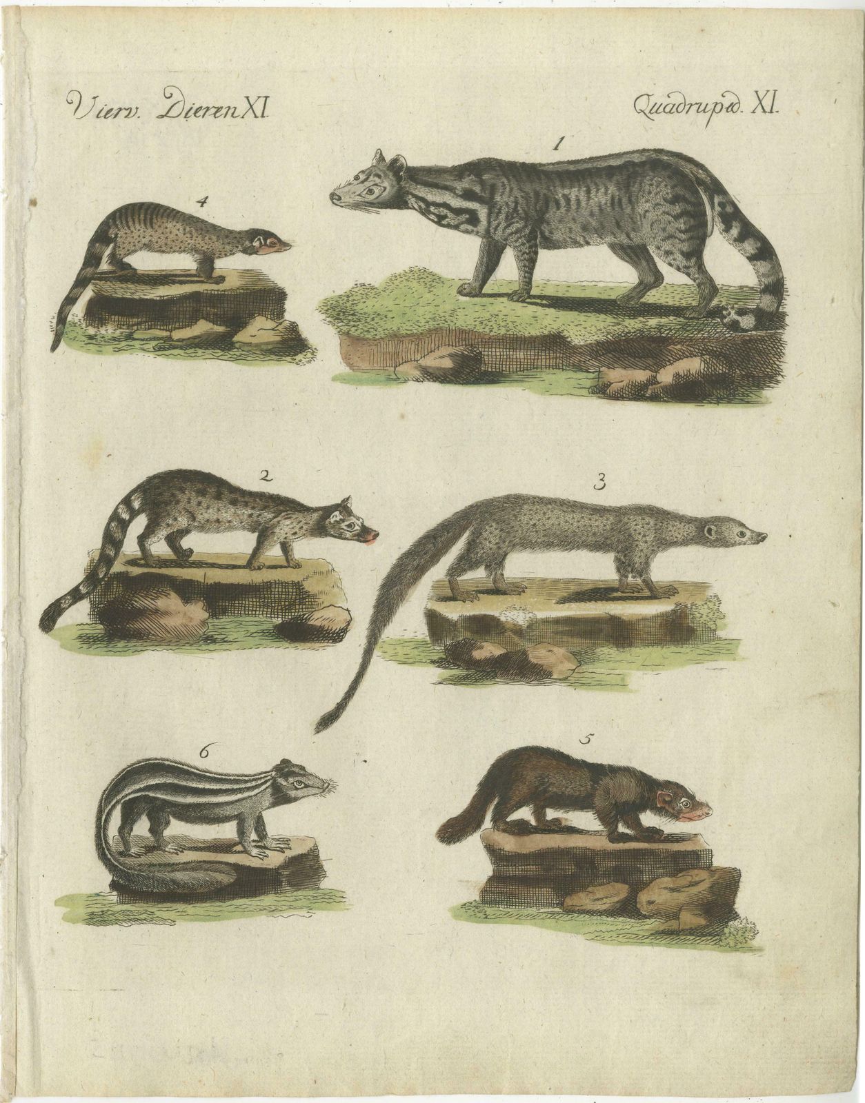 Print Of A Civet And Skunks, Published In Circa 1820 photo furniture