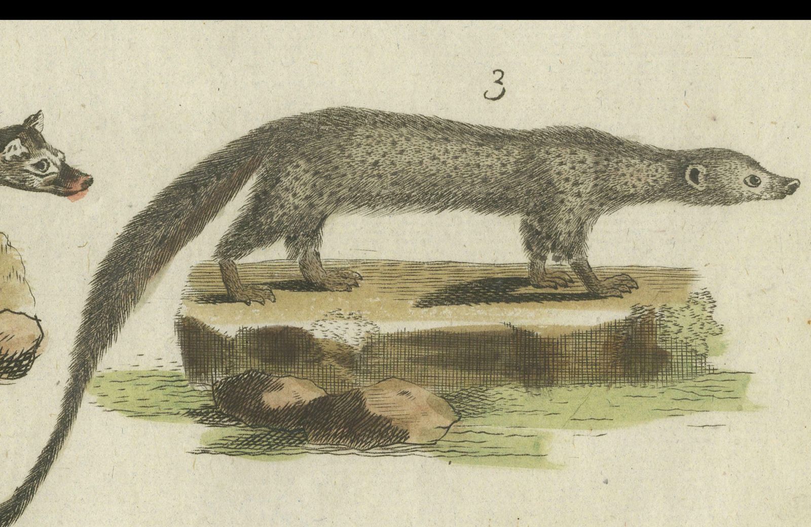 Print Of A Civet And Skunks, Published In Circa 1820 photo vinterior
