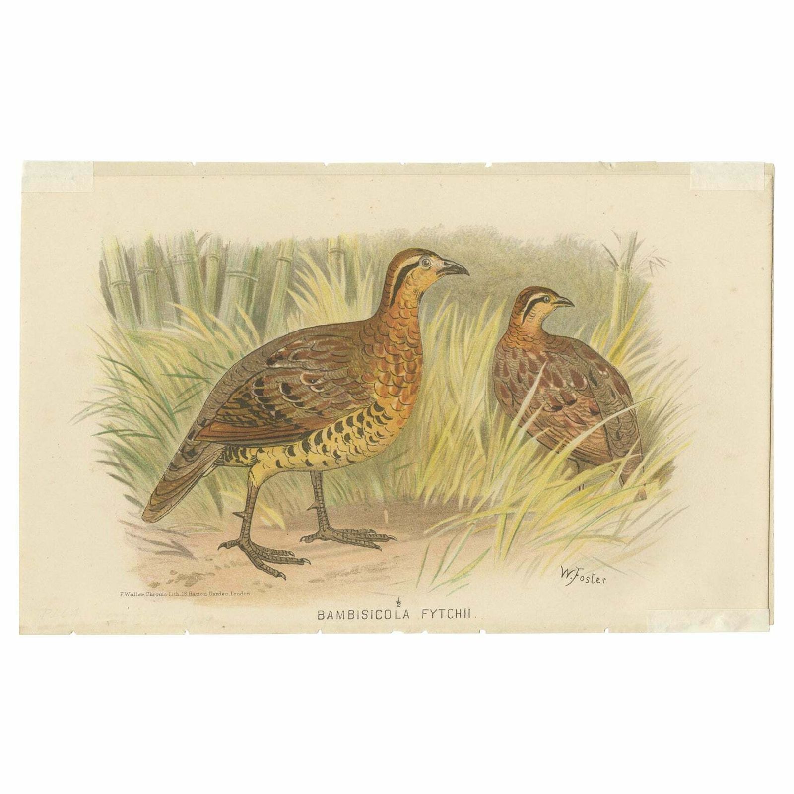 Antique Bird Print Of The Western Bamboo Partridge, 1879