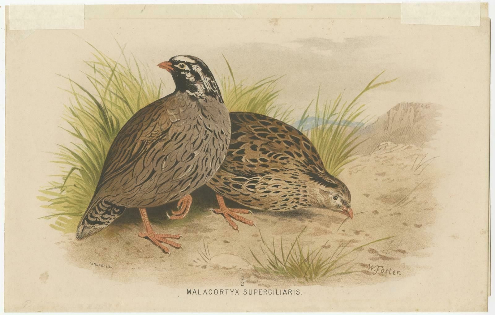 Antique Bird Print Of The Mountain Quail By Hume & Marshall, 1879 photo furniture