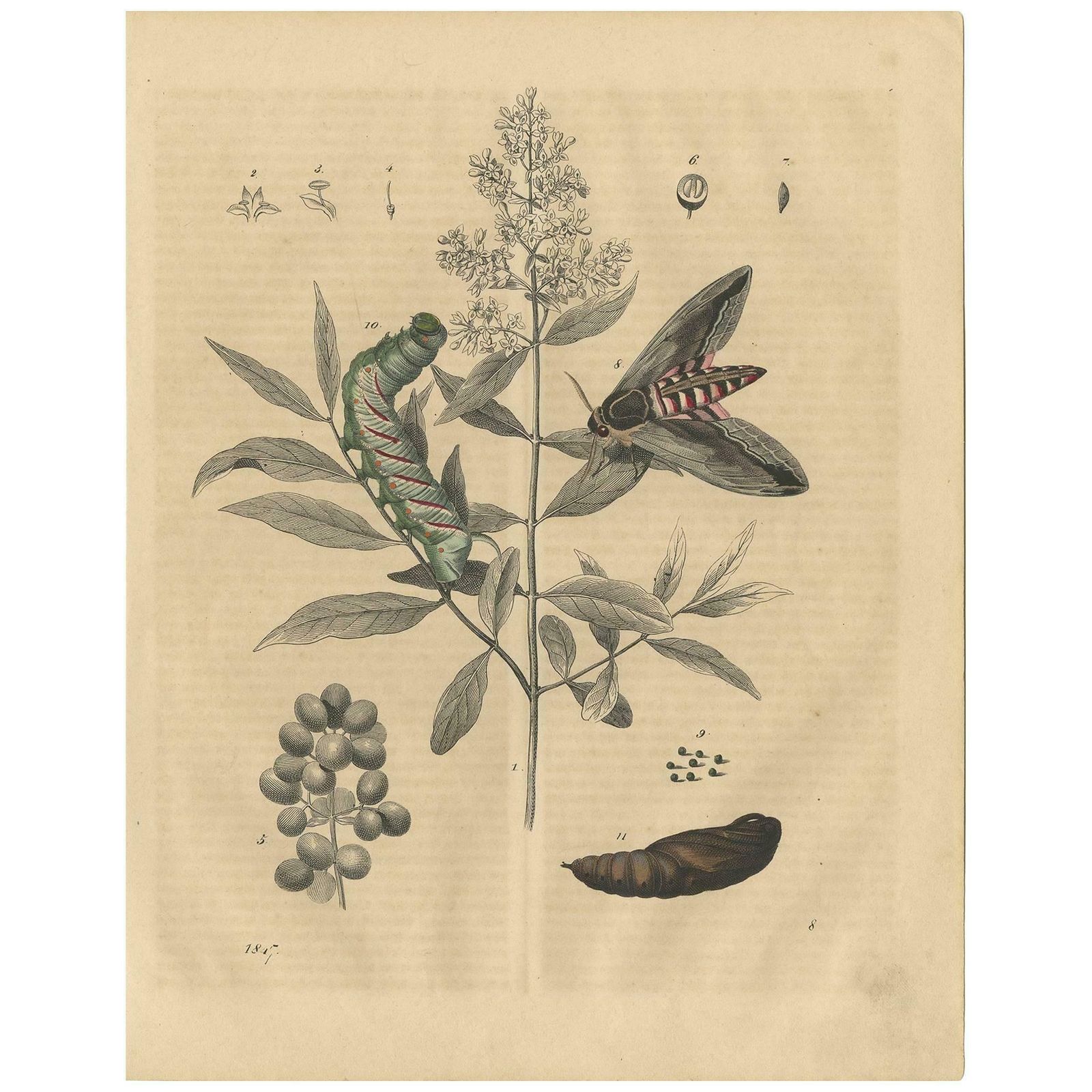 Antique Animal Print Of A Moth, Caterpillar And Pupa By C. Hoffmann, 1847