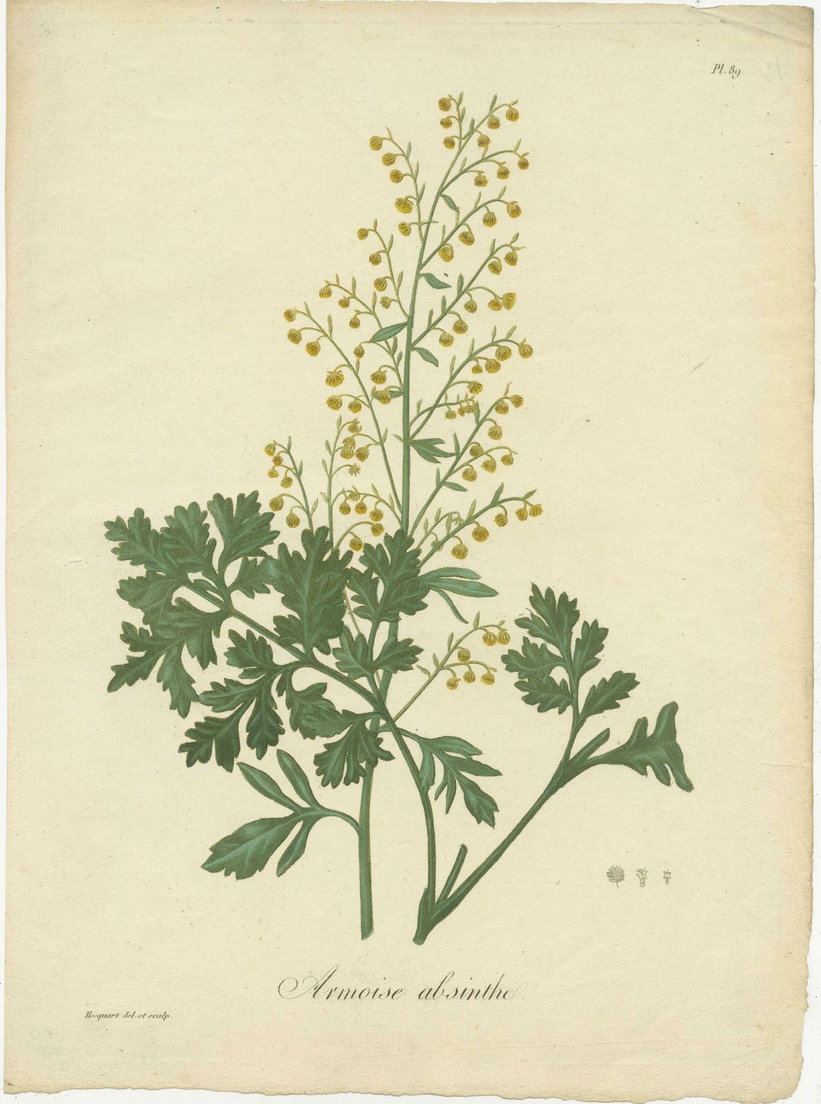 Antique Botanical Print Of Artemisia Absinthium Or Wormwood, Ca.1821 photo furniture