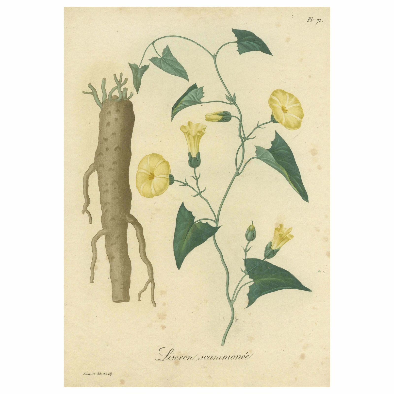 Antique Botanical Print Of Convolvulus Scammonia, Or Scammony, Ca.1821
