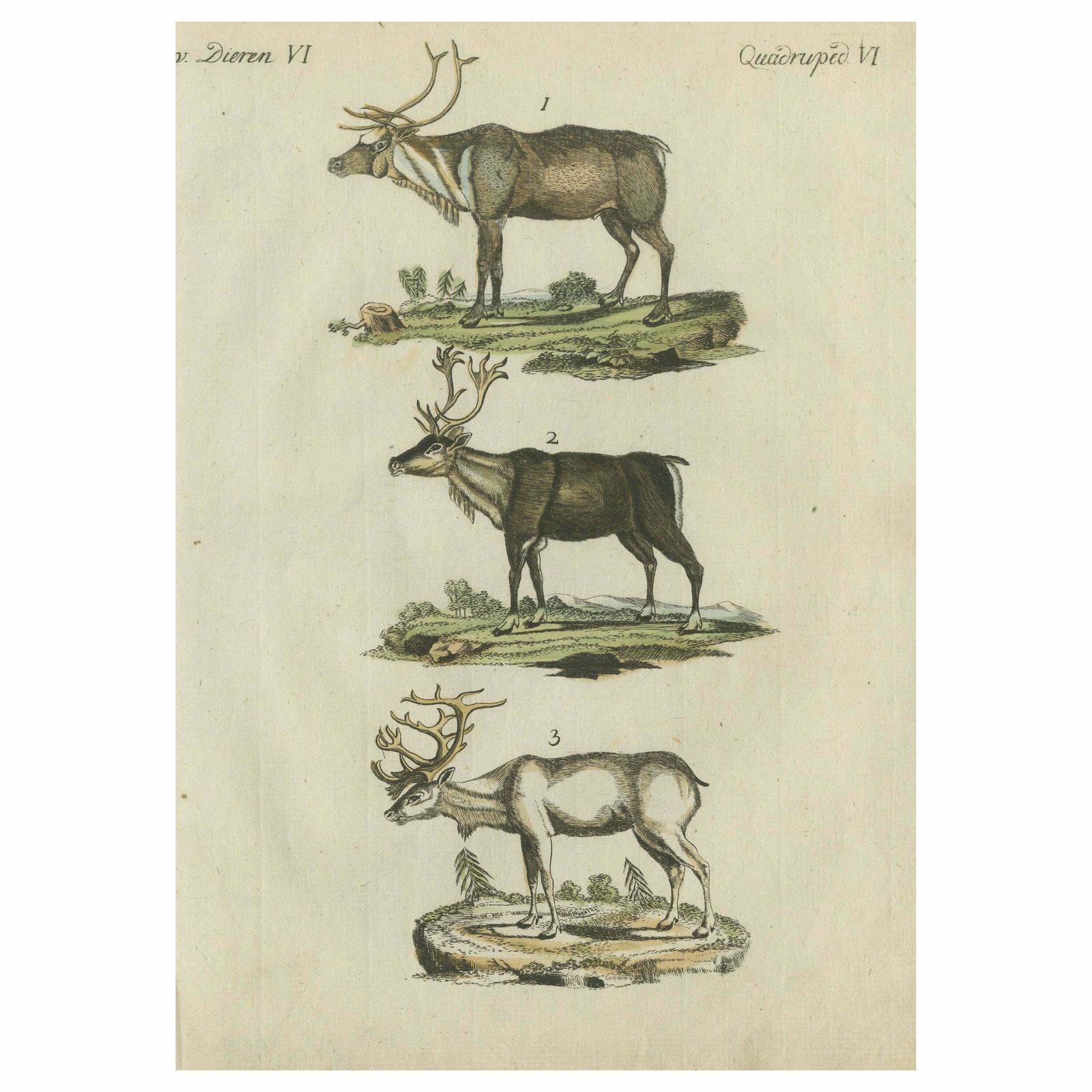 Original Hand Colored Antique Engraving Of Reindeer, Published Circa 1820