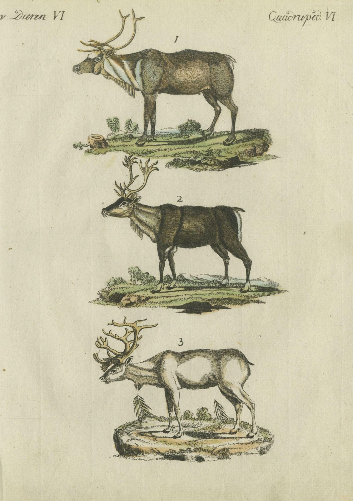 Original Hand Colored Antique Engraving Of Reindeer, Published Circa 1820 photo for sale
