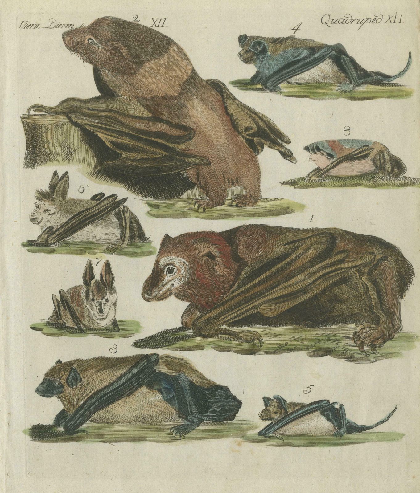 Hand Colored Antique Print Of Flying Foxes And Bats, Circa 1820 photo for sale